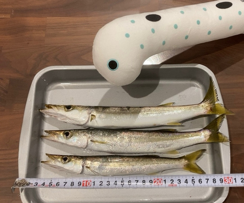 カマスの釣果