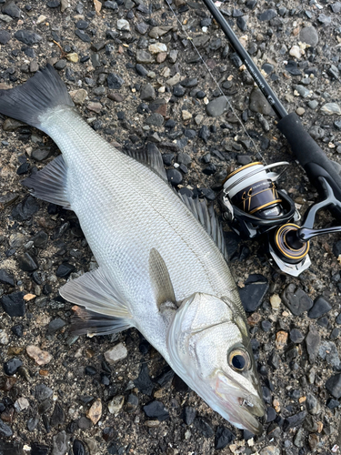 セイゴ（ヒラスズキ）の釣果