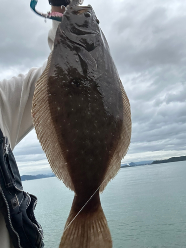 ヒラメの釣果