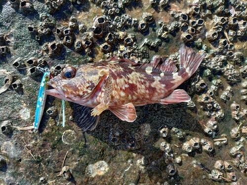 カサゴの釣果