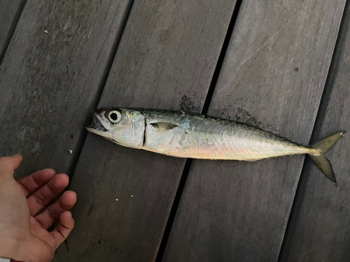 サバの釣果