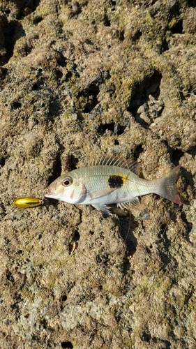 ヤマトビーの釣果