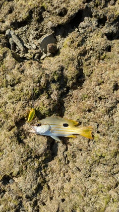 ヤマトビーの釣果