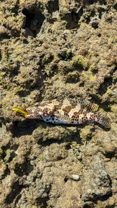 イシミーバイの釣果