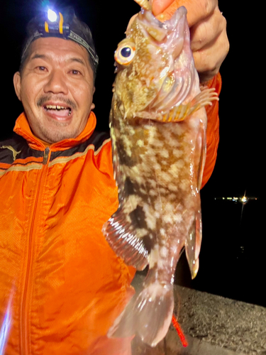 カサゴの釣果