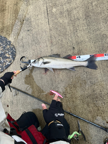 シーバスの釣果