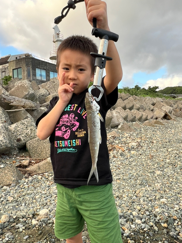 ソトイワシの釣果