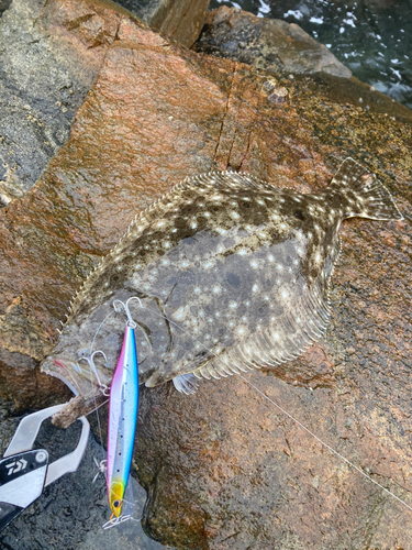 ヒラメの釣果