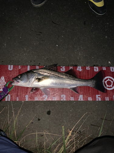 シーバスの釣果