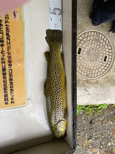 イワナの釣果