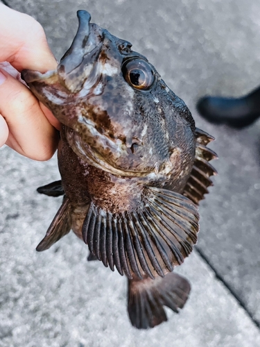 ムラソイの釣果