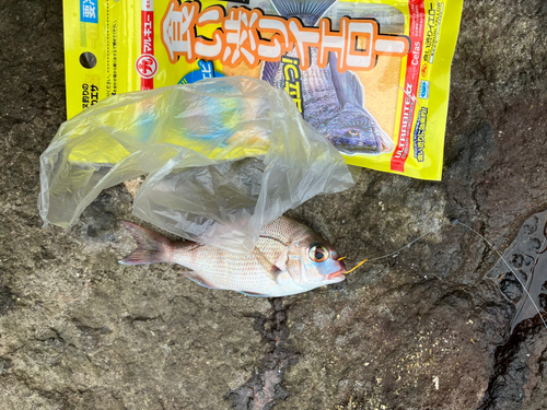 チャリコの釣果