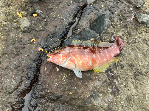 ベラの釣果