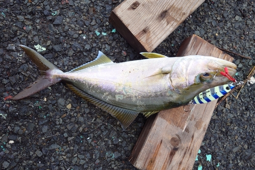 ネリゴの釣果