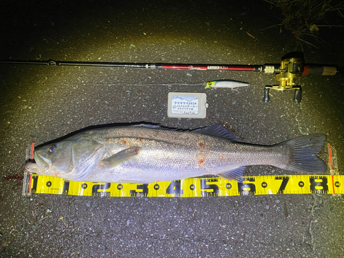 シーバスの釣果