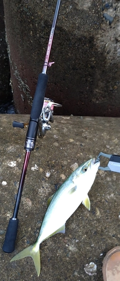 ツバスの釣果