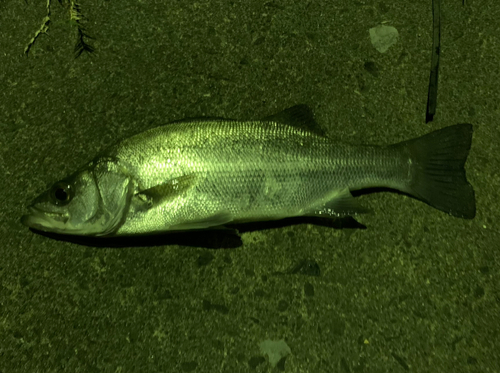 セイゴ（ヒラスズキ）の釣果