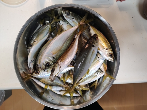 アジの釣果