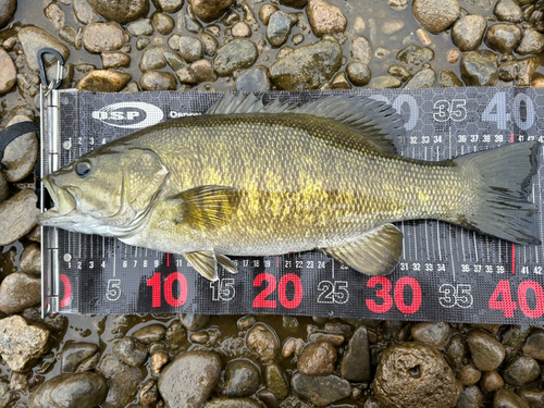 スモールマウスバスの釣果