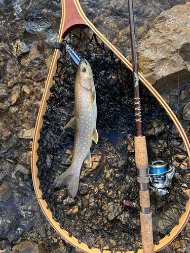 アメマスの釣果