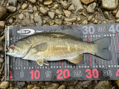 スモールマウスバスの釣果