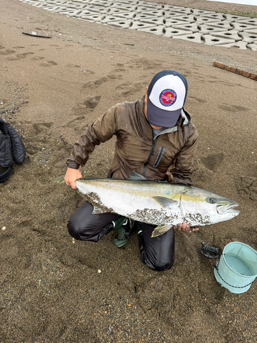 ヒラマサの釣果