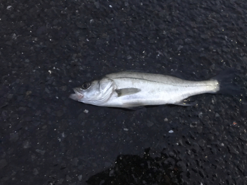 セイゴ（マルスズキ）の釣果