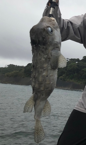 イシガキフグの釣果