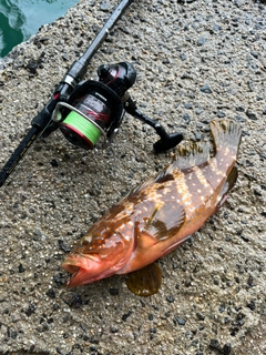 アコウの釣果