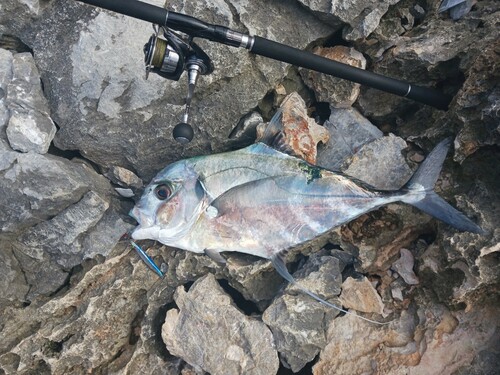 イトヒキアジの釣果