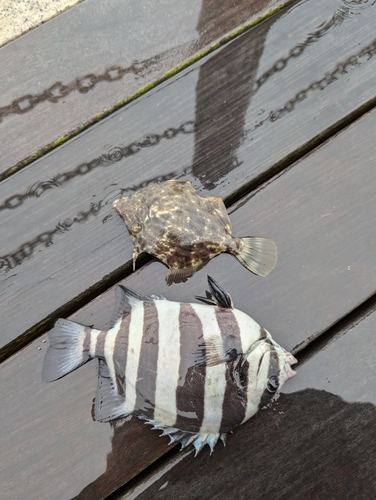 イシダイの釣果