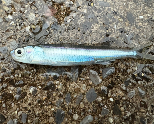 トウゴロウイワシの釣果