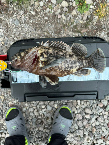 オウゴンムラソイの釣果