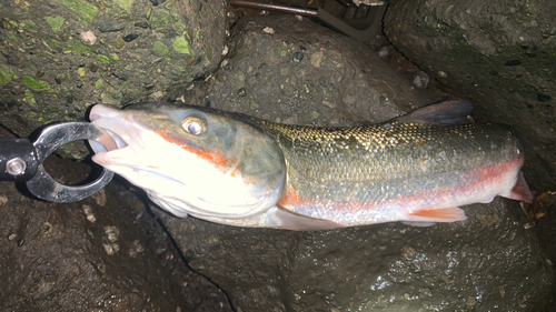 ニゴイの釣果