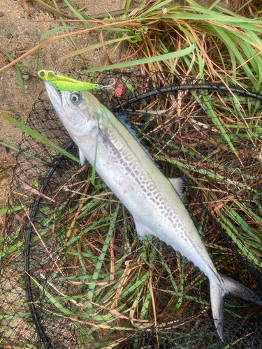 サゴシの釣果