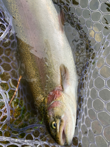 トラウトの釣果