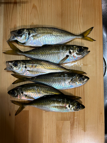 アジの釣果