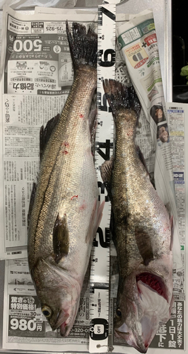 シーバスの釣果