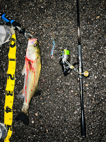 シーバスの釣果