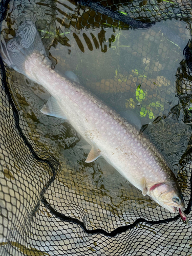 イワナの釣果