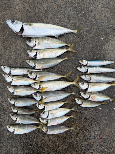 アジの釣果