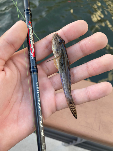 マハゼの釣果