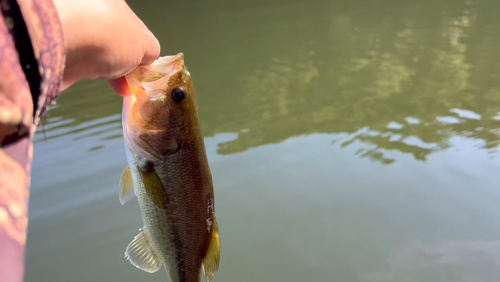 ラージマウスバスの釣果