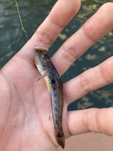 マハゼの釣果