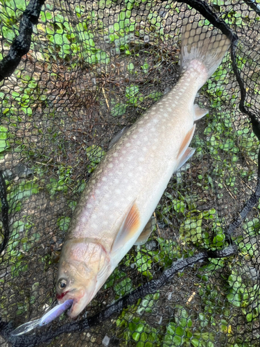 イワナの釣果