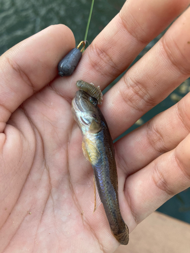 マハゼの釣果