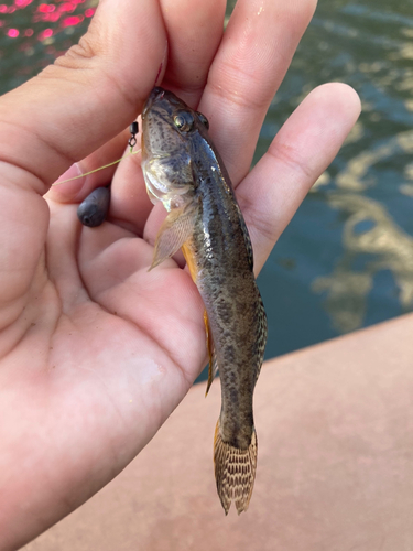 マハゼの釣果