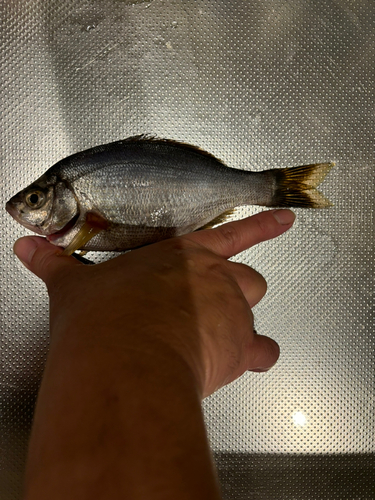 ウミタナゴの釣果