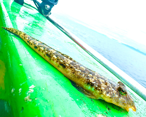 ネズミゴチの釣果