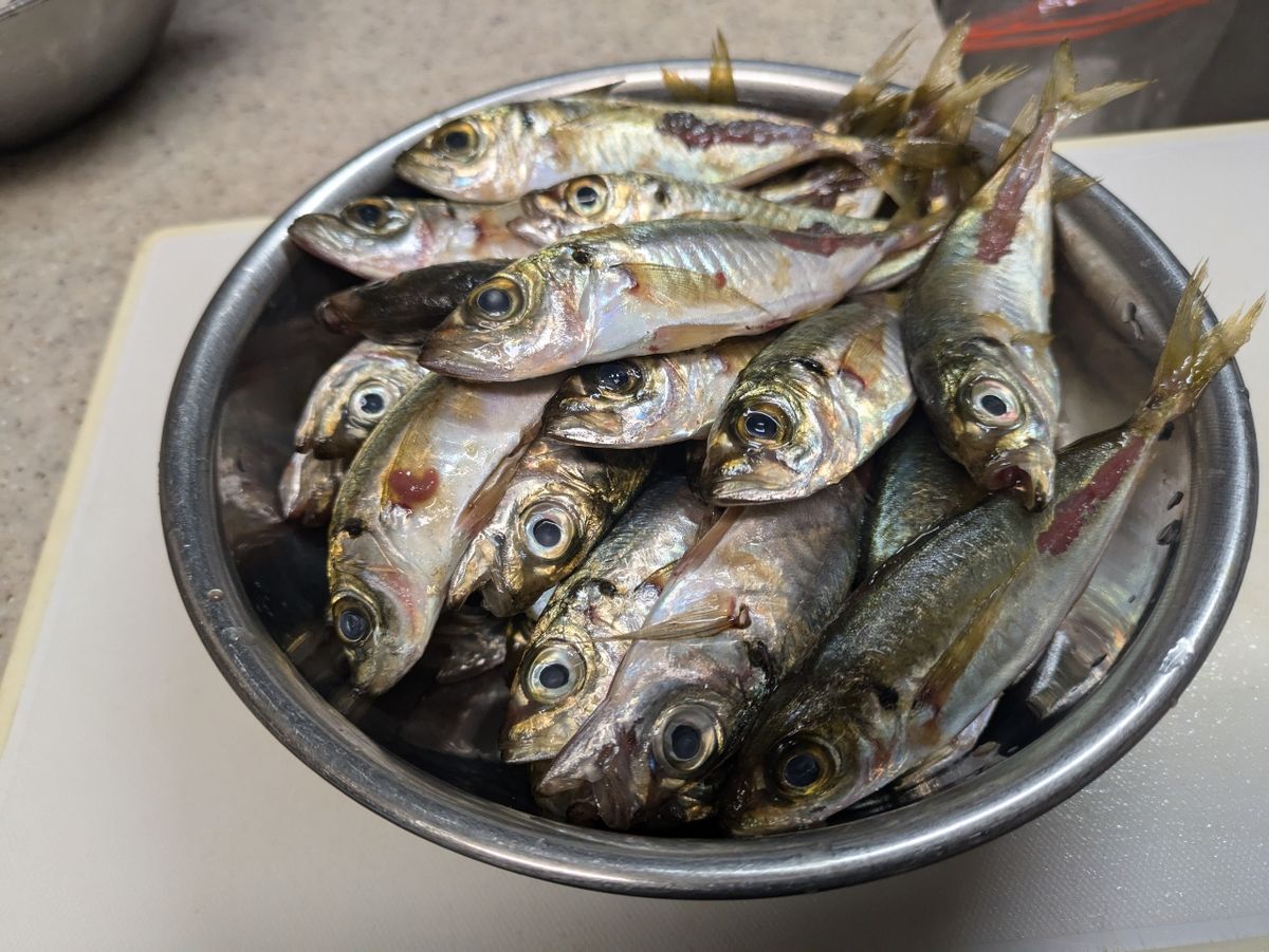 タコタチさんの釣果 1枚目の画像